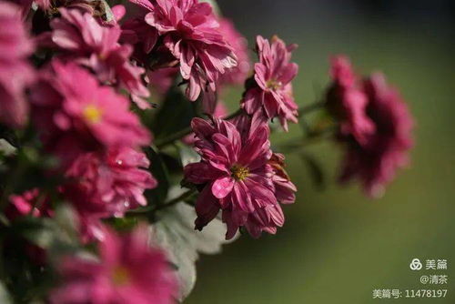 花卉摄影 王城公园赏菊