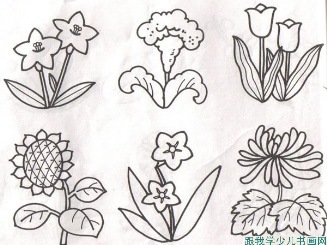 植物花卉简笔画